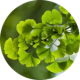 69173f74c7d32949653df5c547d3e746-modified-150x150-1.png
